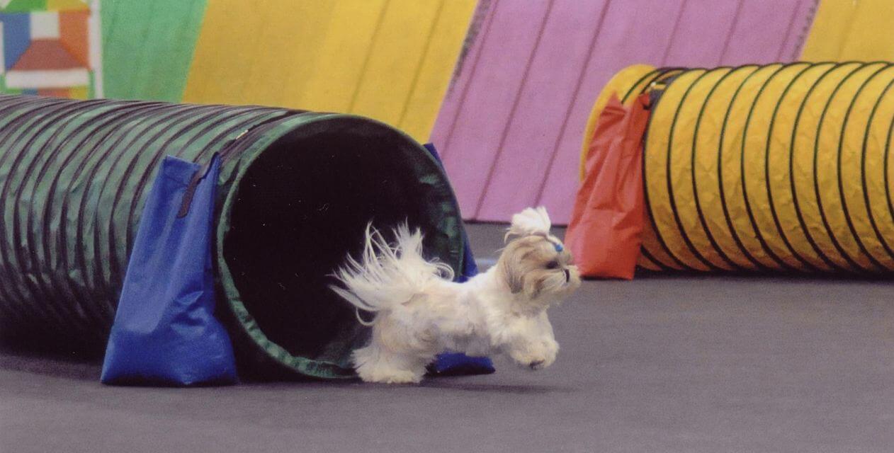 Shih Tzu