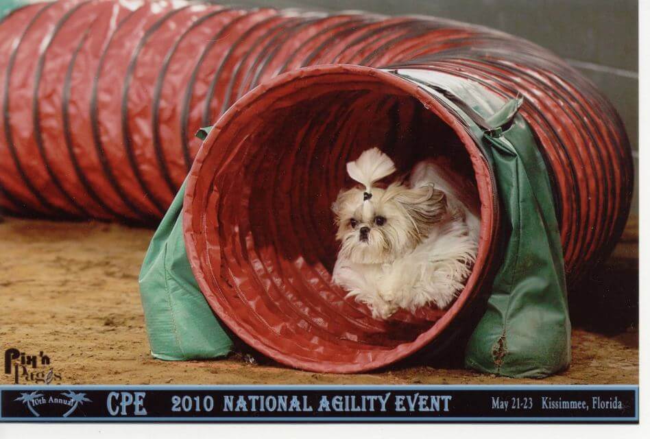 Shih Tzu