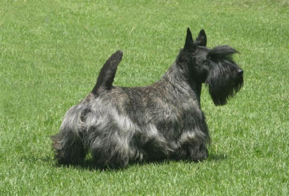 Scottish Terrier