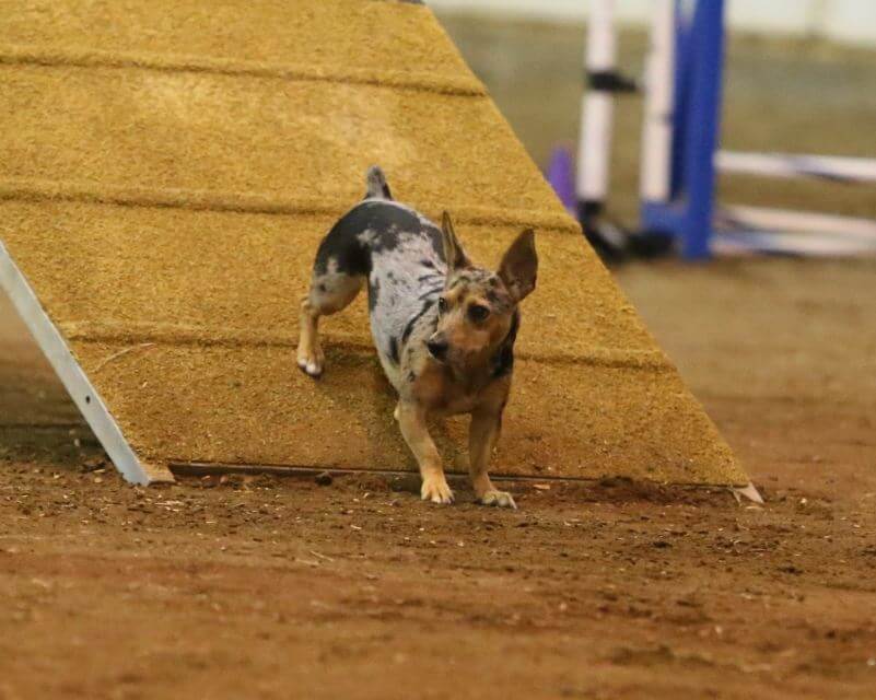 Teddy Roosevelt Terrier