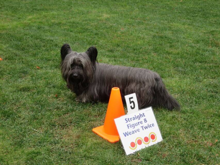 Skye Terrier