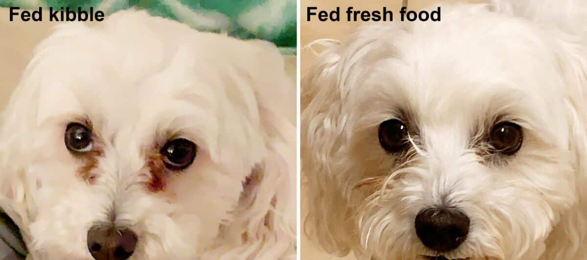 Combined photo of 2 dogs, one that was fed Kibble and one that was fed fresh food