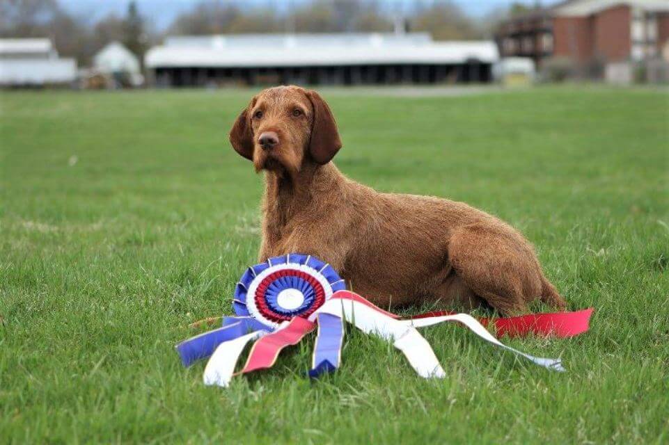 Falco” has multiple championship titles in the US and multiple hunt titles abroad - CAN GCHEX / US GCHB / NL / I / SRB / ROU / SI / FCI INTERNATIONAL / MX / INTER-CON / PAN-AM / IB-AM / INTER-AM CHAMPION AW CARIBW Zoldmali Cetli CA NA RN CD WDJ FD