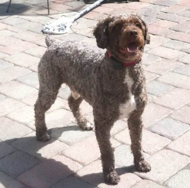 Spanish Water Dog