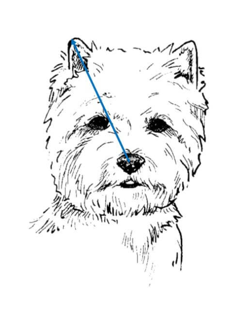 Proper head with good eye and ear placement. Note the line from the tip of the nose, passing just on the inside of the eye, to the ear tip