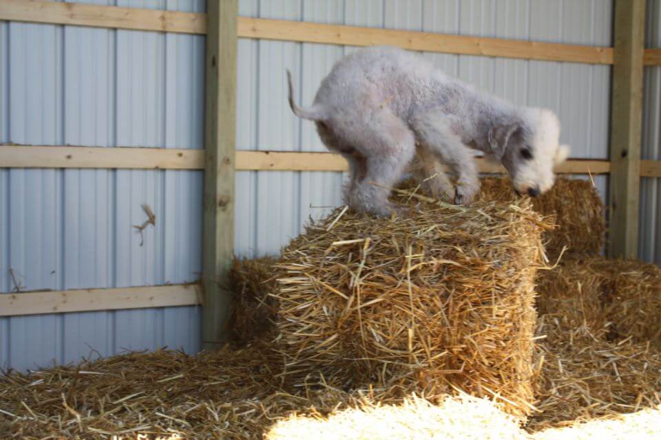 Bedlington Terrier