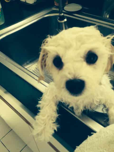 Bichon Frise