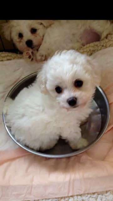 Bichon Frise