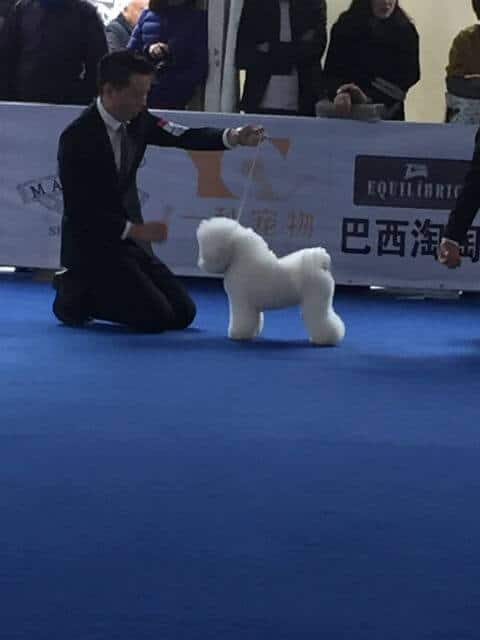 Bichon Frise