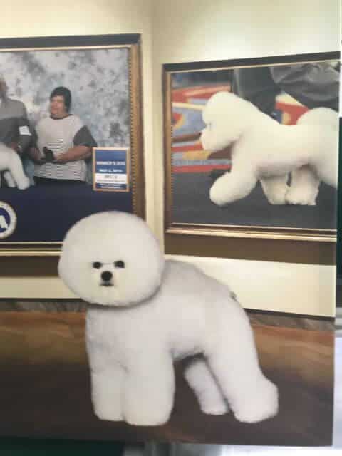 Bichon Frise