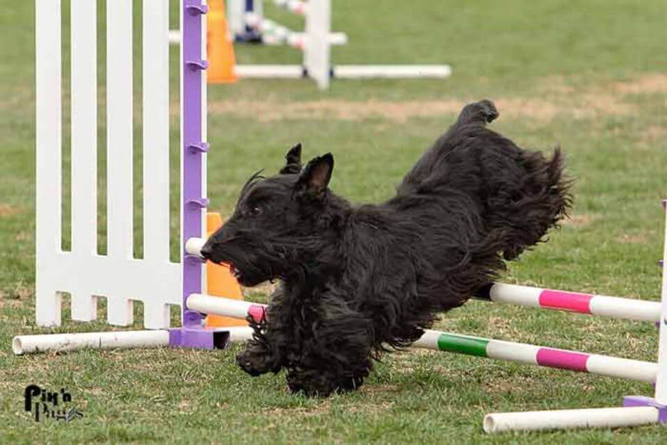 Scottish Terrier