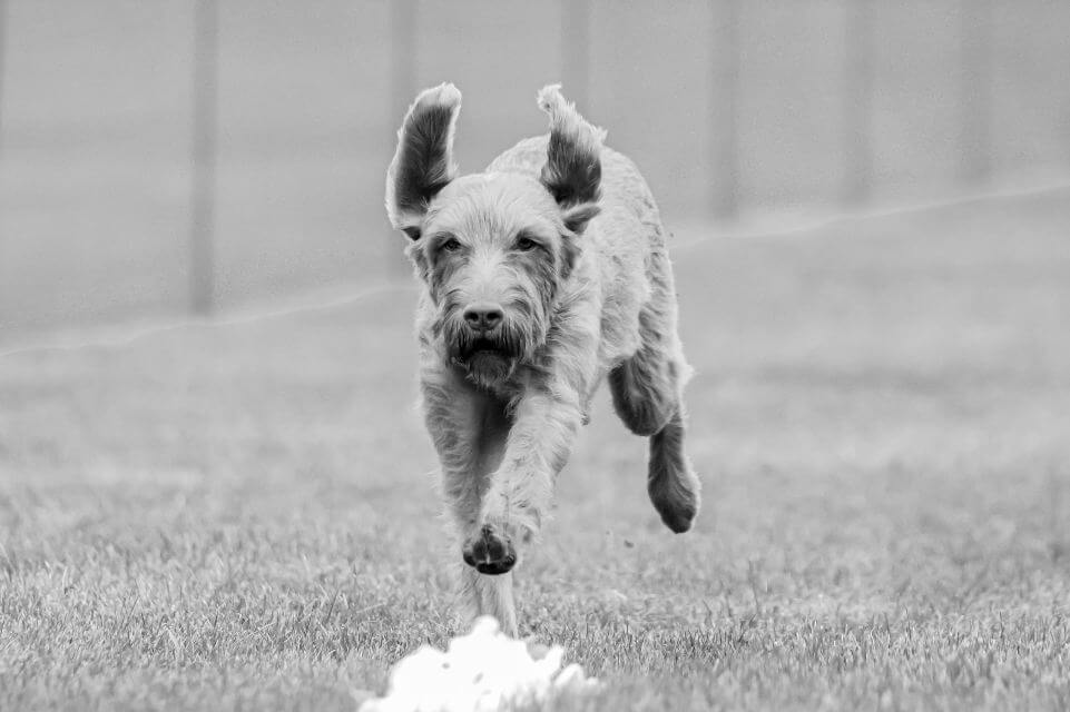 O’tzy” is the most-titled female - IABCA INT. & UKC CH., UKC BIS, URX, ROM, UROC, UCD, Willabe Division Bell CA, CGCA, CGCU, CD, RATN, TKA, FCAT2, RI, RAE, RM, FDC, ATT, JH, VCA