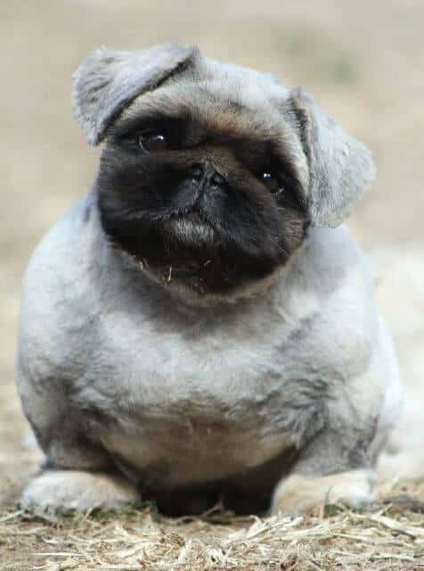 A shaved down Pekingese bitch displaying an ideal lowset front. Broad chest correctly sling between bowed forelegs and tight elbow.