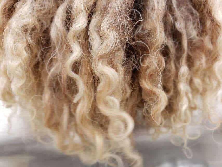 Spanish Water Dog's coat