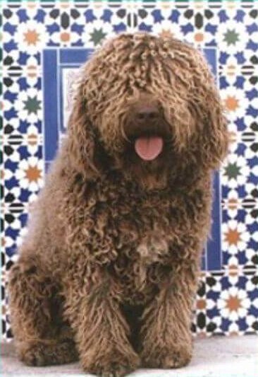 Spanish Water Dog