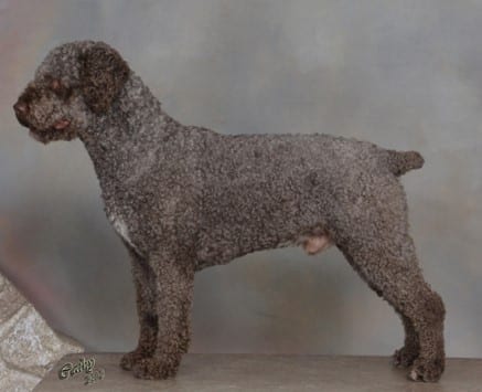 Side photo of a Spanish Water Dog