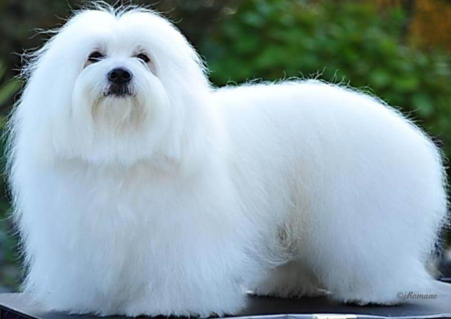 Coton De Tulear