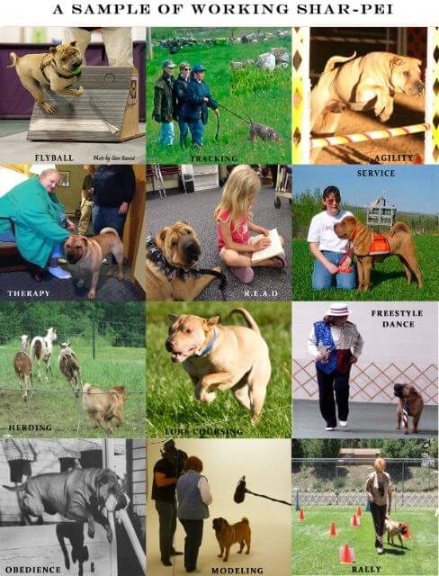 Chinese Shar- Pei