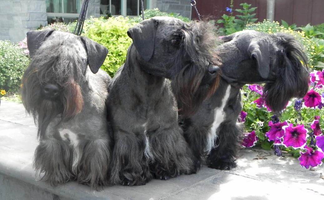 Cesky Terriers