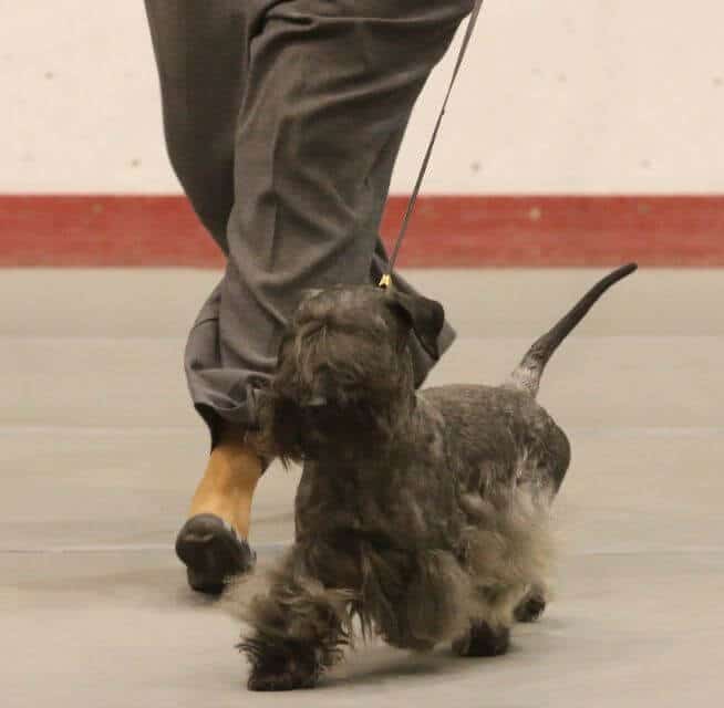 Cesky Terrier