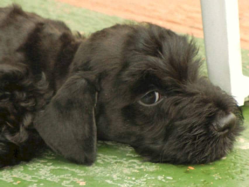 Cesky Terrier