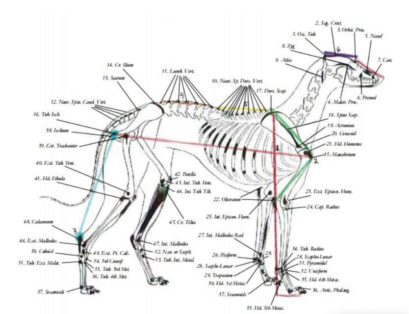 Bedlington Terrier