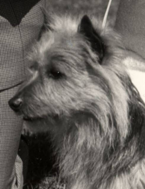 Australian Terrier head