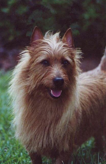 Close-up photo of an Australian Terrier