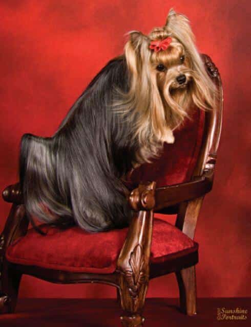 Yorkshire Terrier