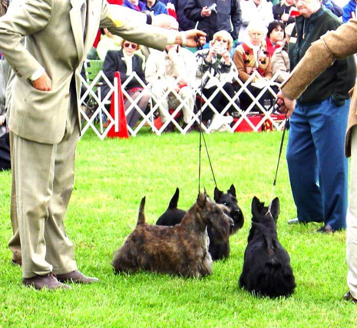 Scottish Terrier