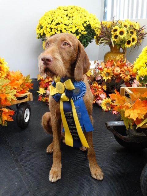 Trapper” is the breed’s first RACH and has multiple other titles - RACH Compass’ Cuyahoga Valley CDX BN RM3 RAE2 FDC BCAT DJ CGCA CGCU TKA ATT FITS