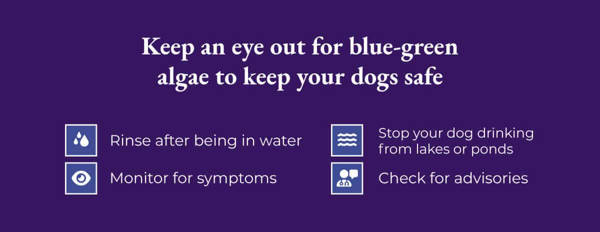 Keep an eye out for blue-green algae to keep your dogs safe