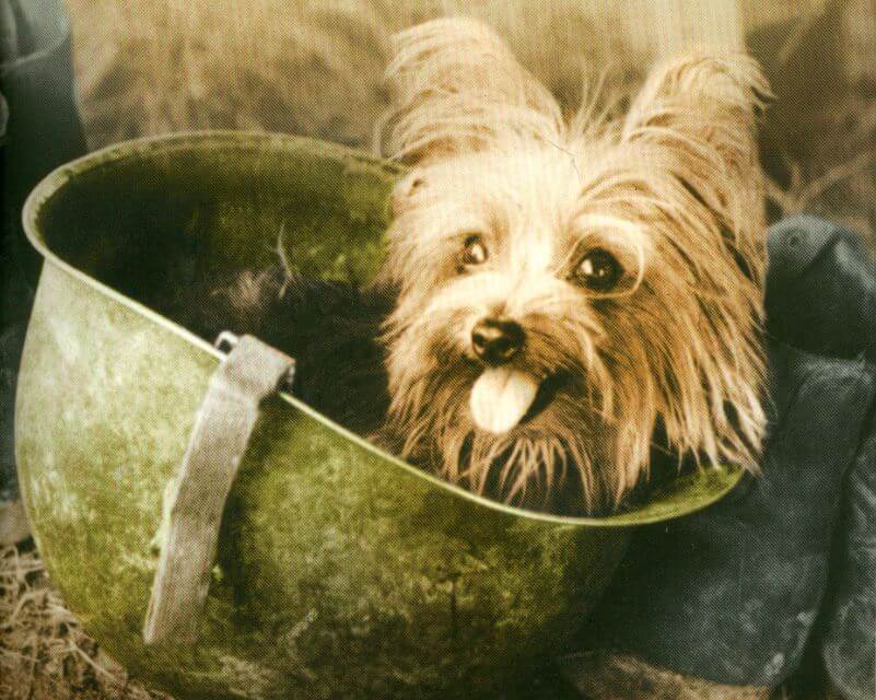 Smoky - American War Dog Hero.