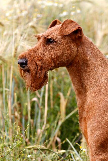 Cropped photo of Irish Terrier's head.