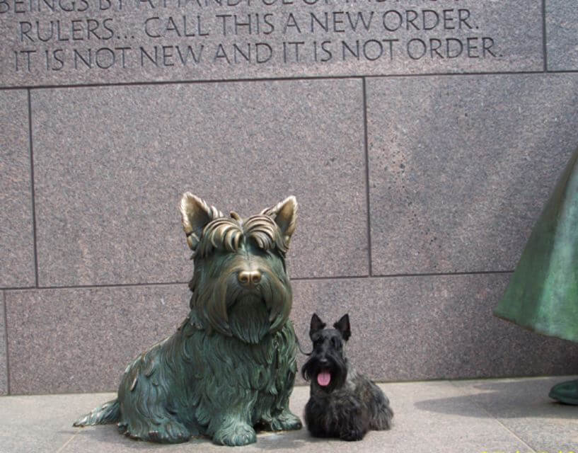 Scottish Terrier