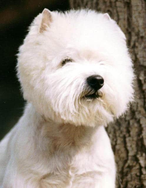 Westie Head—A beautiful head with no ratting, and hair length of 1–1.5 inches.