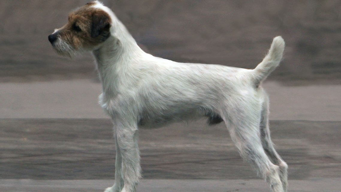 Judging the Parson Russell Terrier - Fig. 2: Good Proportions
