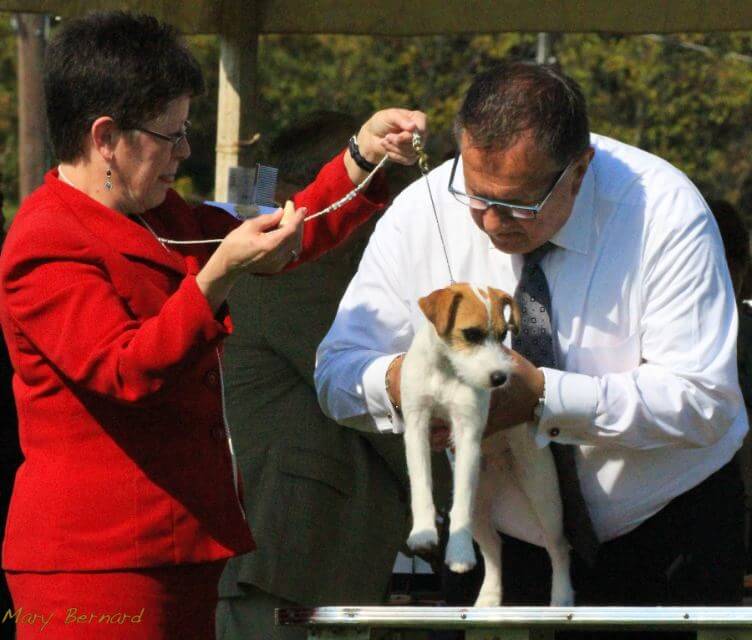 Judging the Parson Russell Terrier - Fig. 1: Lifting Legs off of the Table