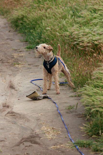 Lakeland Terrier