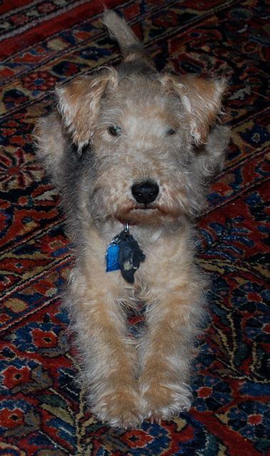 Lakeland Terrier