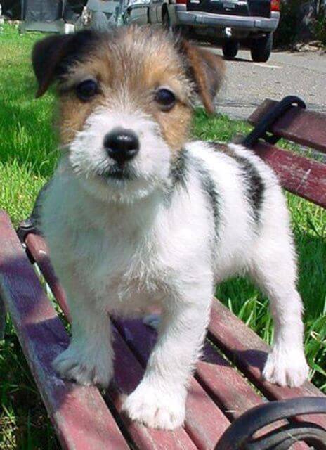 Russell Terrier puppy