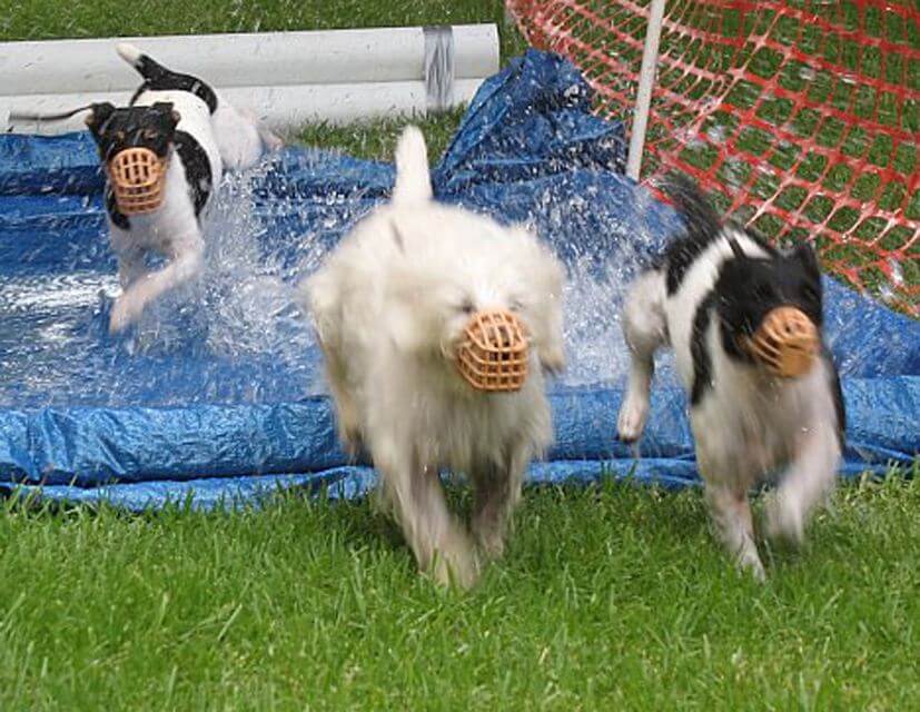 Dogs running outside and playing in the water.