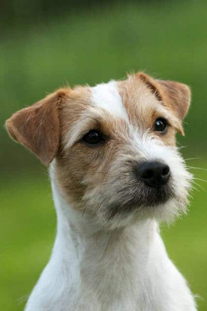 Judging the Parson Russell Terrier - Fig. 3: Very Nice Head and Eye