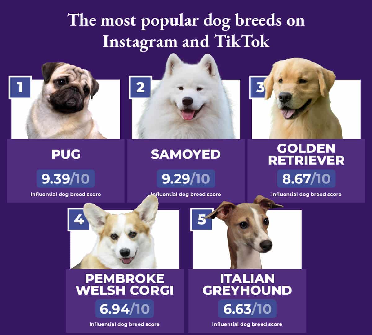 Pugs are the most successful dog breed on Instagram and TikTok
