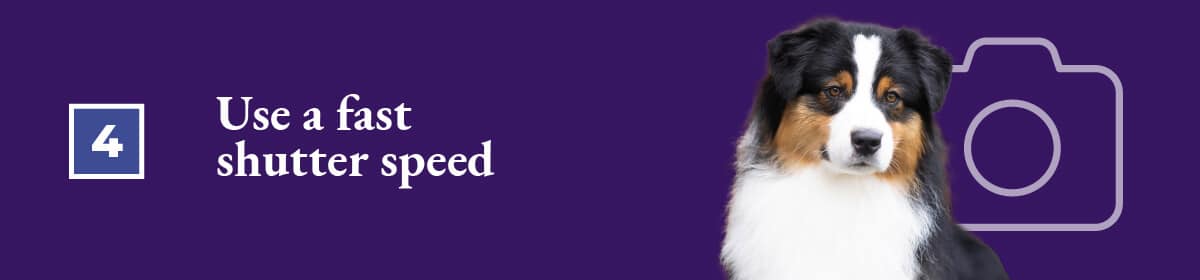 Expert tips on getting the best photos of your dogs: Use a fast shutter speed