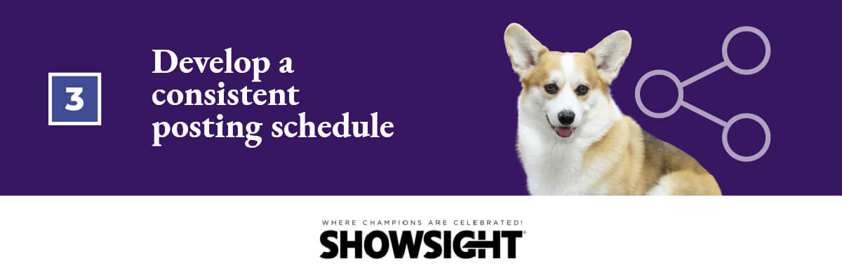 How to help your dog become a social media influencer: Develop a consistent posting schedule