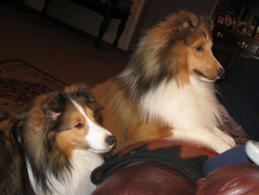 Shetland Sheepdog