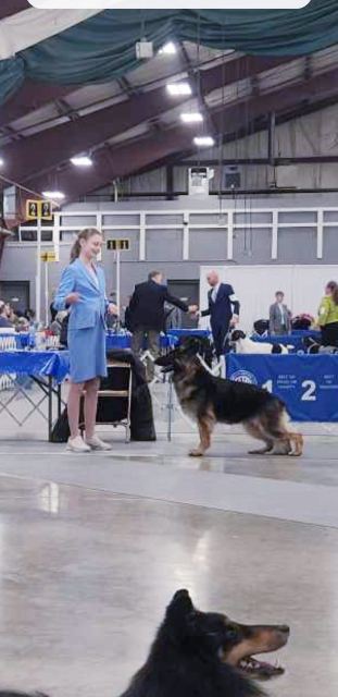 German Shepherd