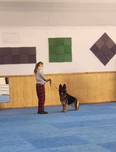 German Shepherd
