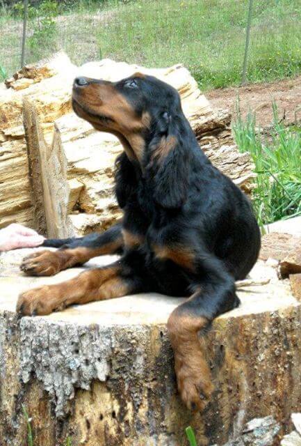 Gordon Setter